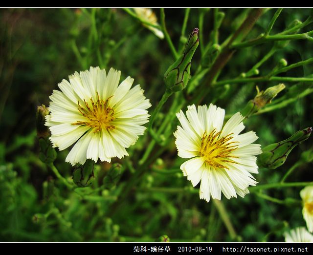 菊科-鵝仔草_06.jpg