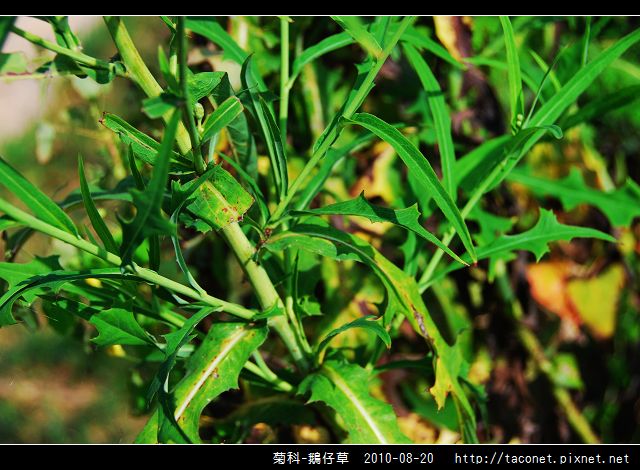 菊科-鵝仔草_04.jpg