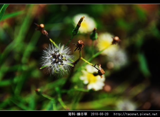 菊科-鵝仔草_03.jpg