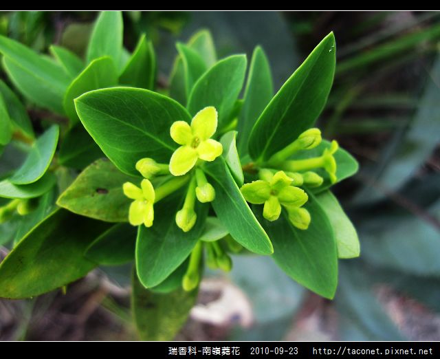 瑞香科-南嶺蕘花_11.jpg