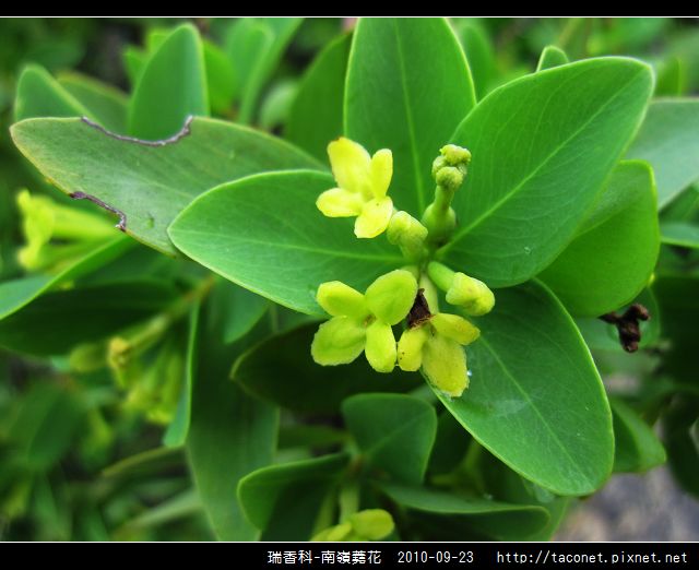 瑞香科-南嶺蕘花_10.jpg