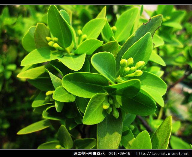 瑞香科-南嶺蕘花_09.jpg