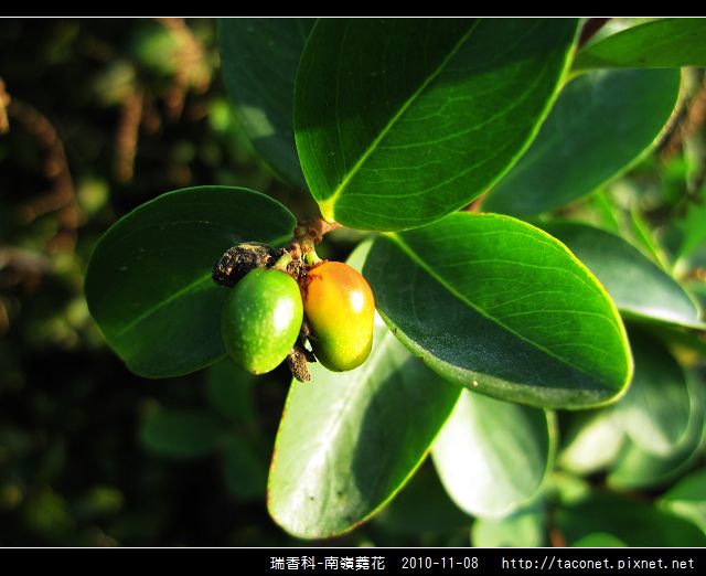 瑞香科-南嶺蕘花_07.jpg