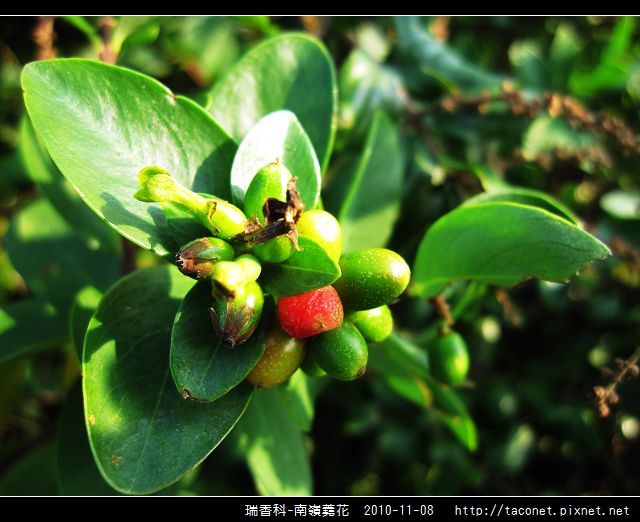 瑞香科-南嶺蕘花_05.jpg