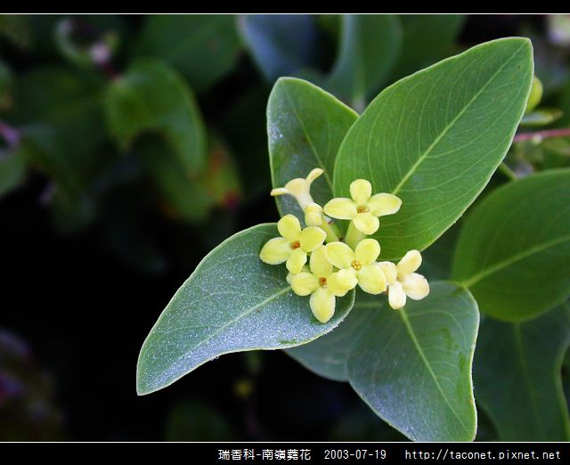 瑞香科-南嶺蕘花_04.jpg