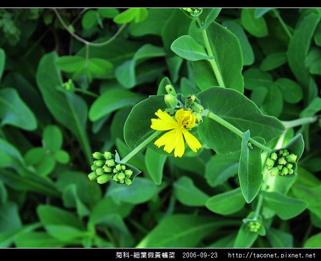 菊科-細葉假黃鵪菜_08.jpg