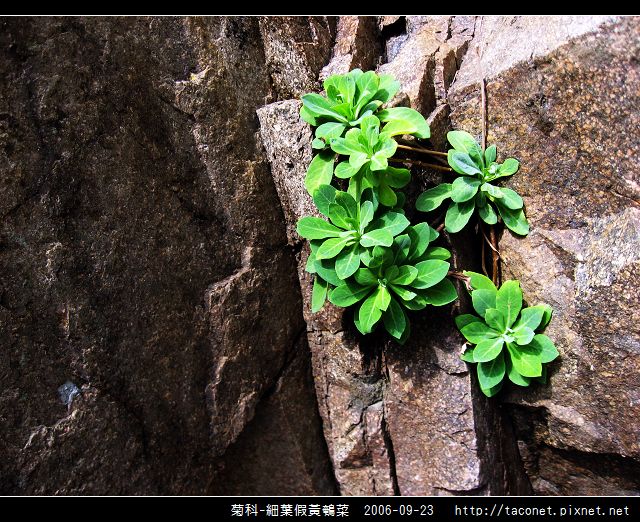 菊科-細葉假黃鵪菜_07.jpg
