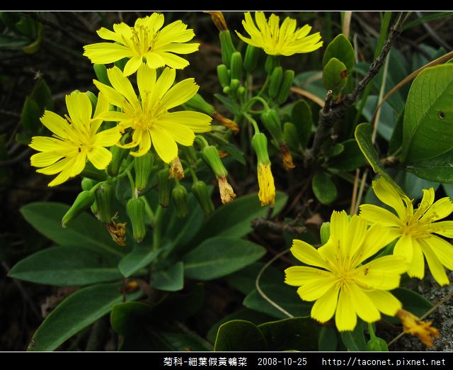 菊科-細葉假黃鵪菜_06.jpg