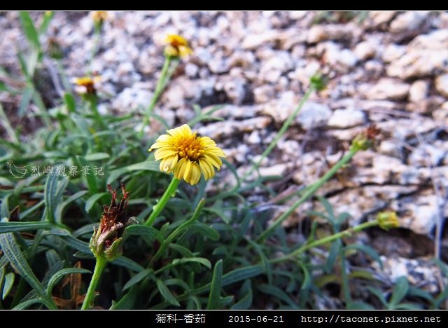 菊科-香茹_16.jpg