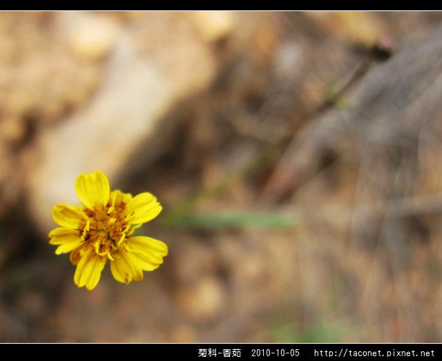 菊科-香茹_05.jpg