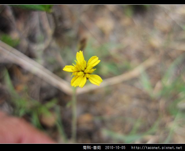 菊科-香茹_01.jpg