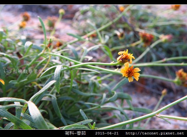 菊科-香茹_10.jpg