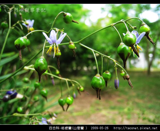 百合科-桔梗蘭_11.jpg