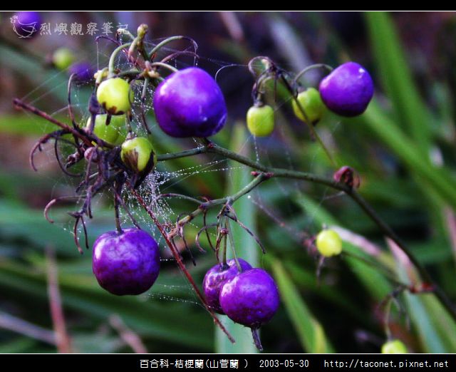 百合科-桔梗蘭_01.jpg