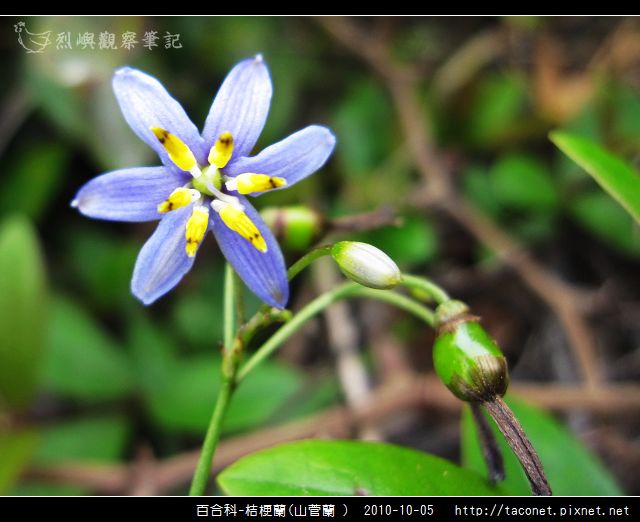 百合科-桔梗蘭_08.jpg