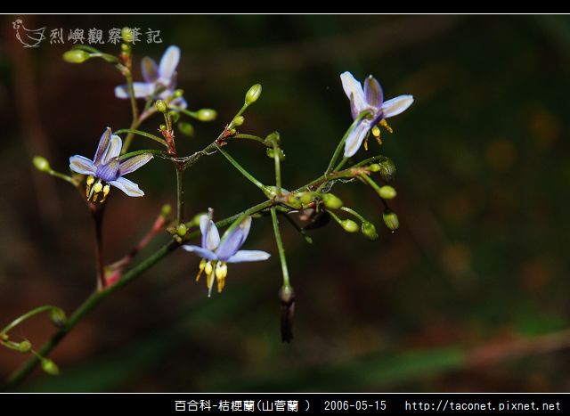 百合科-桔梗蘭_03.jpg