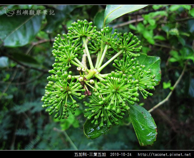 五加科-三葉五加_07.jpg