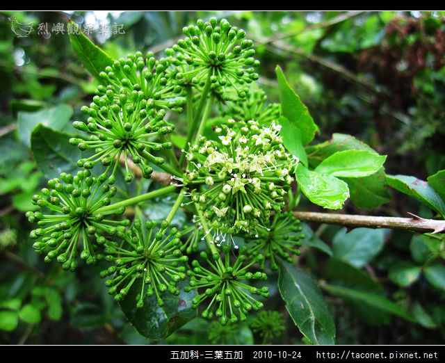五加科-三葉五加_06.jpg