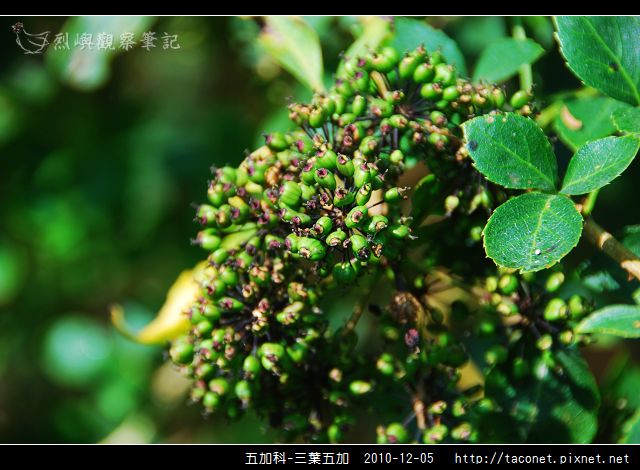 五加科-三葉五加_05.jpg