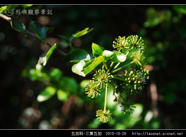 五加科-三葉五加_03.jpg