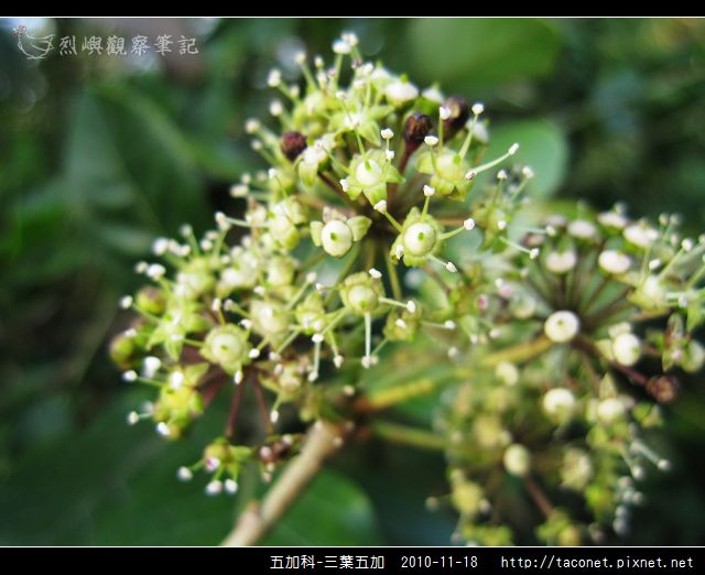 五加科-三葉五加_20.jpg