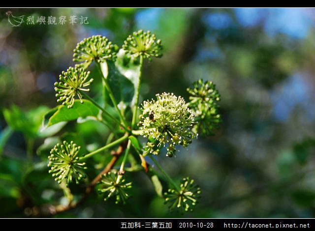 五加科-三葉五加_02.jpg