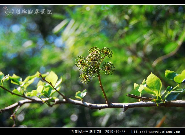 五加科-三葉五加_01.jpg