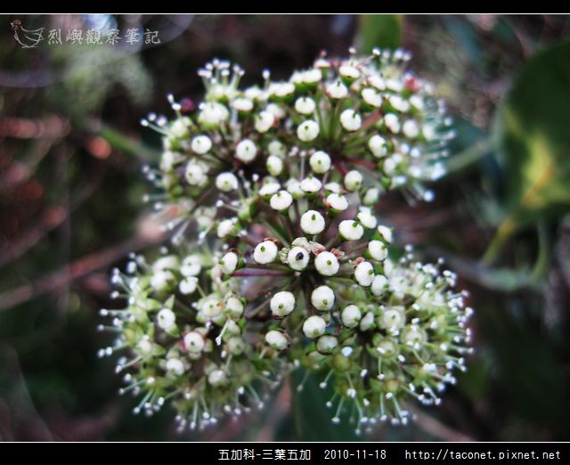 五加科-三葉五加_14.jpg