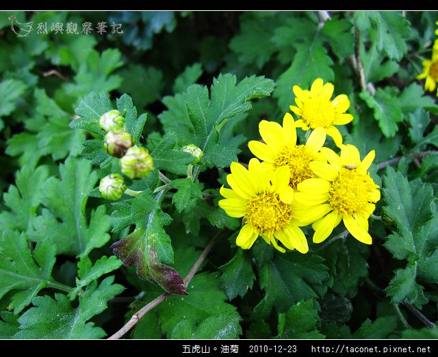 五虎山。油菊_06.jpg
