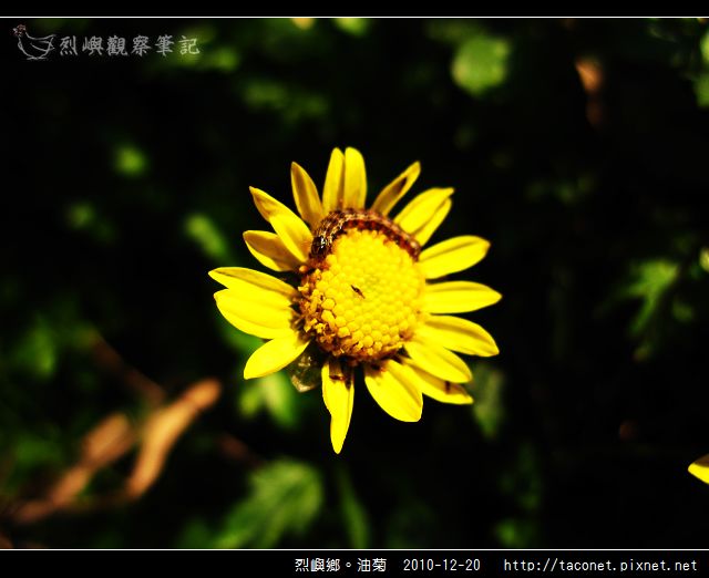 烈嶼鄉。油菊_11.jpg