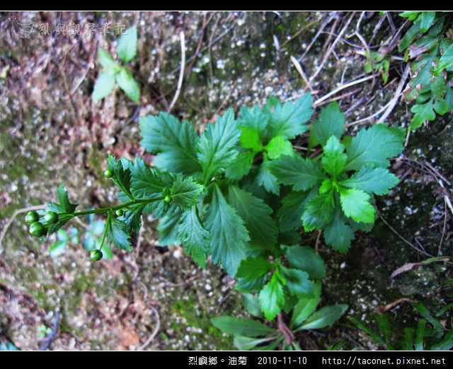 烈嶼鄉。油菊_08.jpg