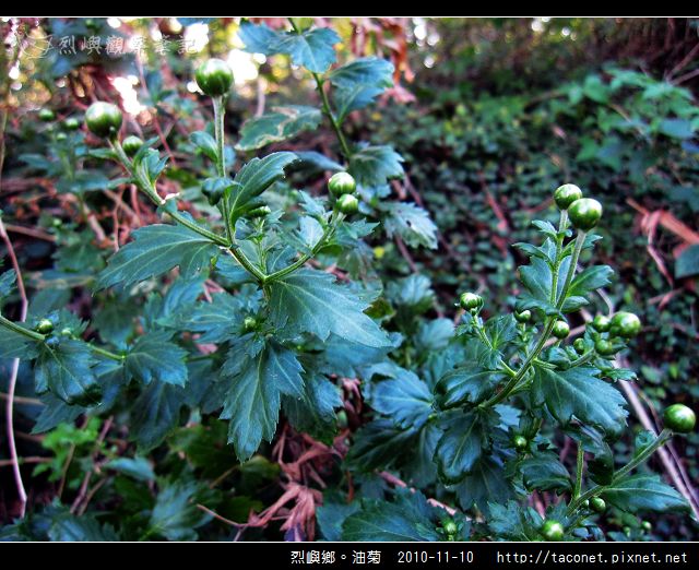 烈嶼鄉。油菊_07.jpg
