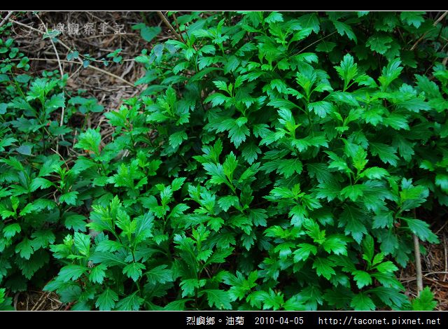 烈嶼鄉。油菊_03.jpg