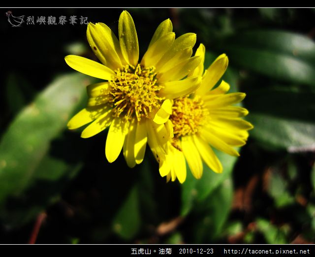 五虎山。油菊_05.jpg