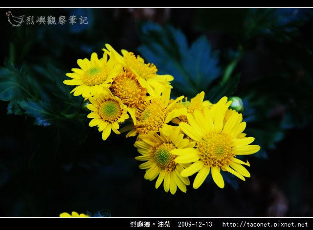 烈嶼鄉。油菊_01.jpg