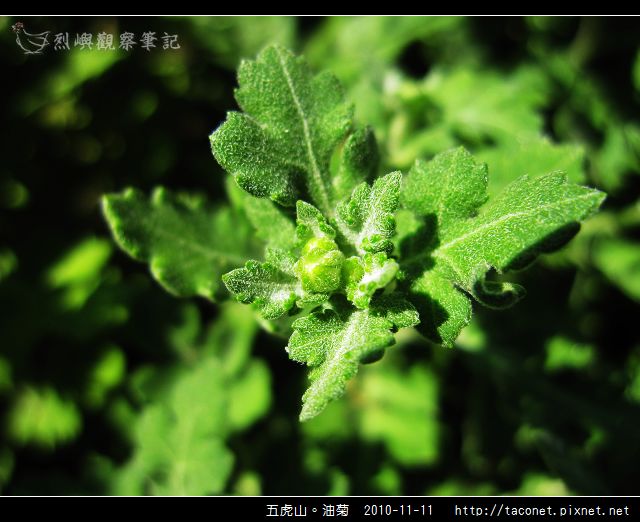 五虎山。油菊_04.jpg
