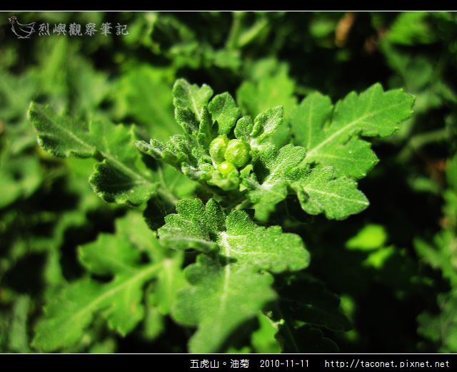 五虎山。油菊_03.jpg