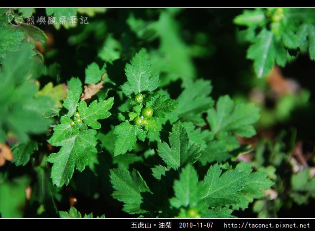 五虎山。油菊_02.jpg