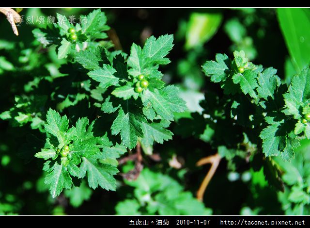 五虎山。油菊_01.jpg