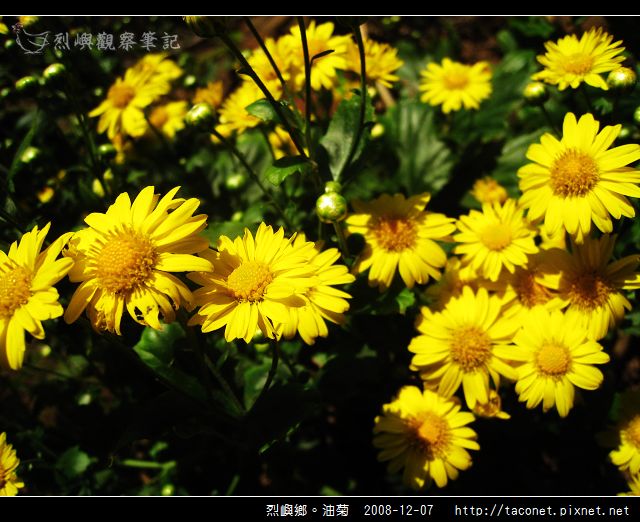 烈嶼鄉。油菊_17.jpg