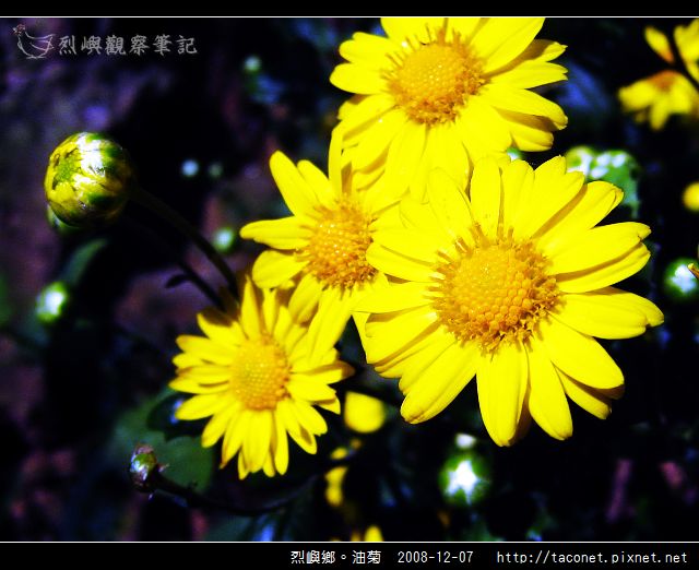 烈嶼鄉。油菊_16.jpg