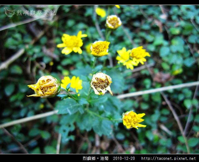 烈嶼鄉。油菊_13.jpg