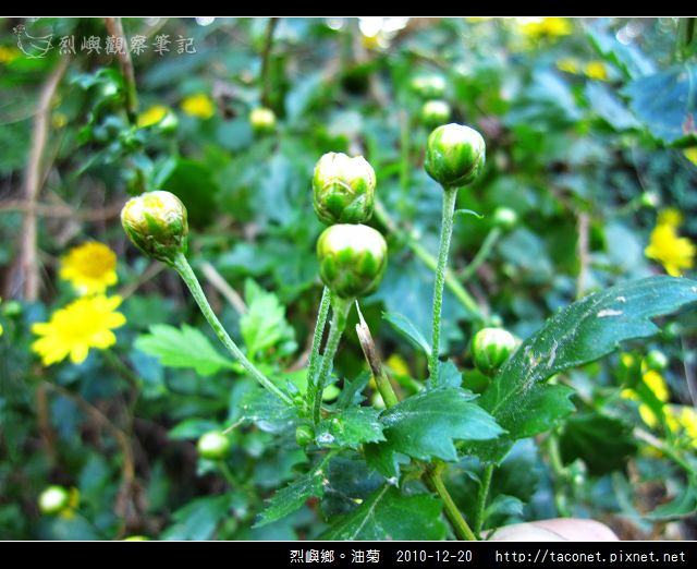 烈嶼鄉。油菊_12.jpg