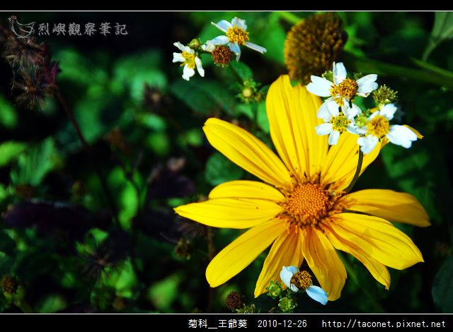菊科-王爺葵_15.jpg