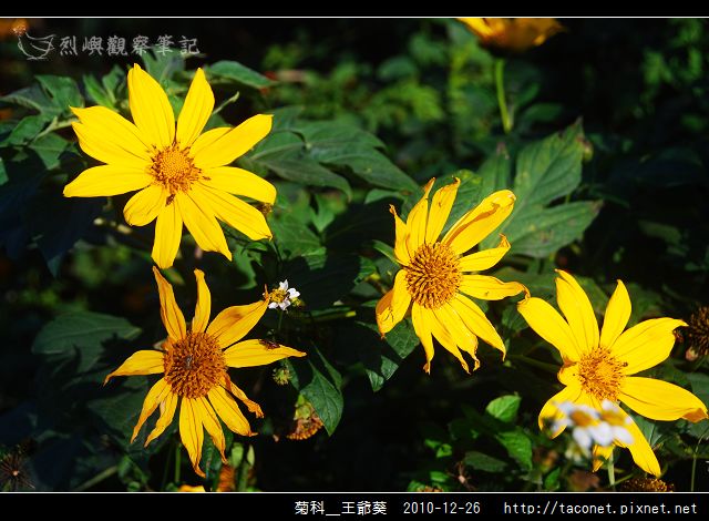 菊科-王爺葵_06.jpg