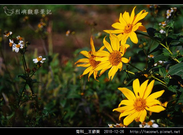 菊科-王爺葵_05.jpg