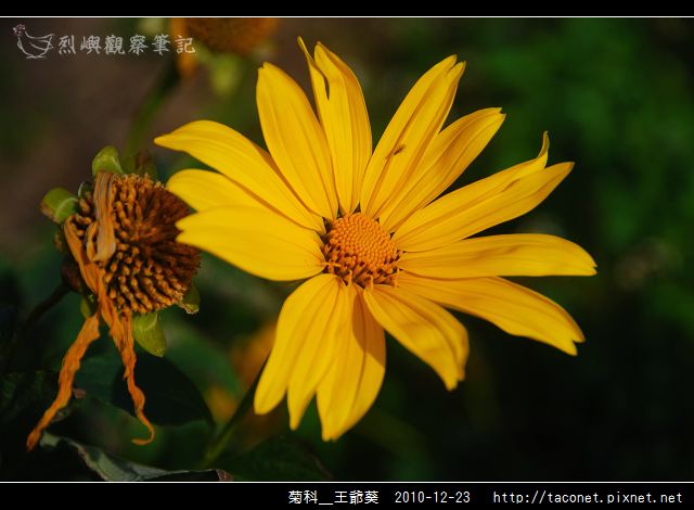 菊科-王爺葵_03.jpg