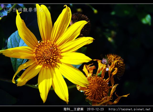 菊科-王爺葵_02.jpg