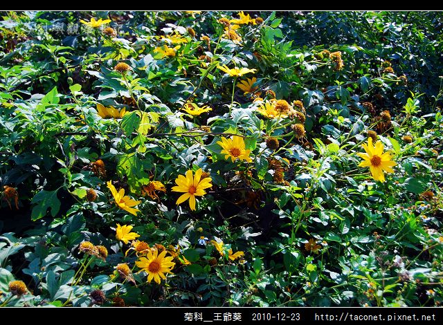菊科-王爺葵_01.jpg