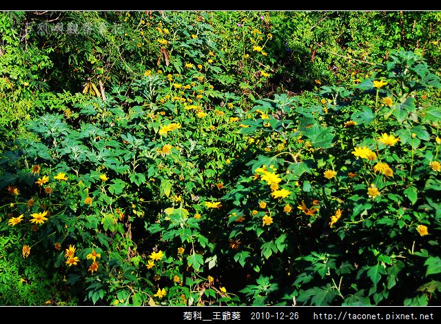 菊科-王爺葵_14.jpg